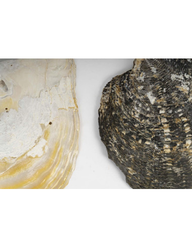 Conjunto de duas conchas peroladas.